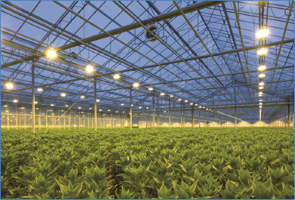Greenhouse
